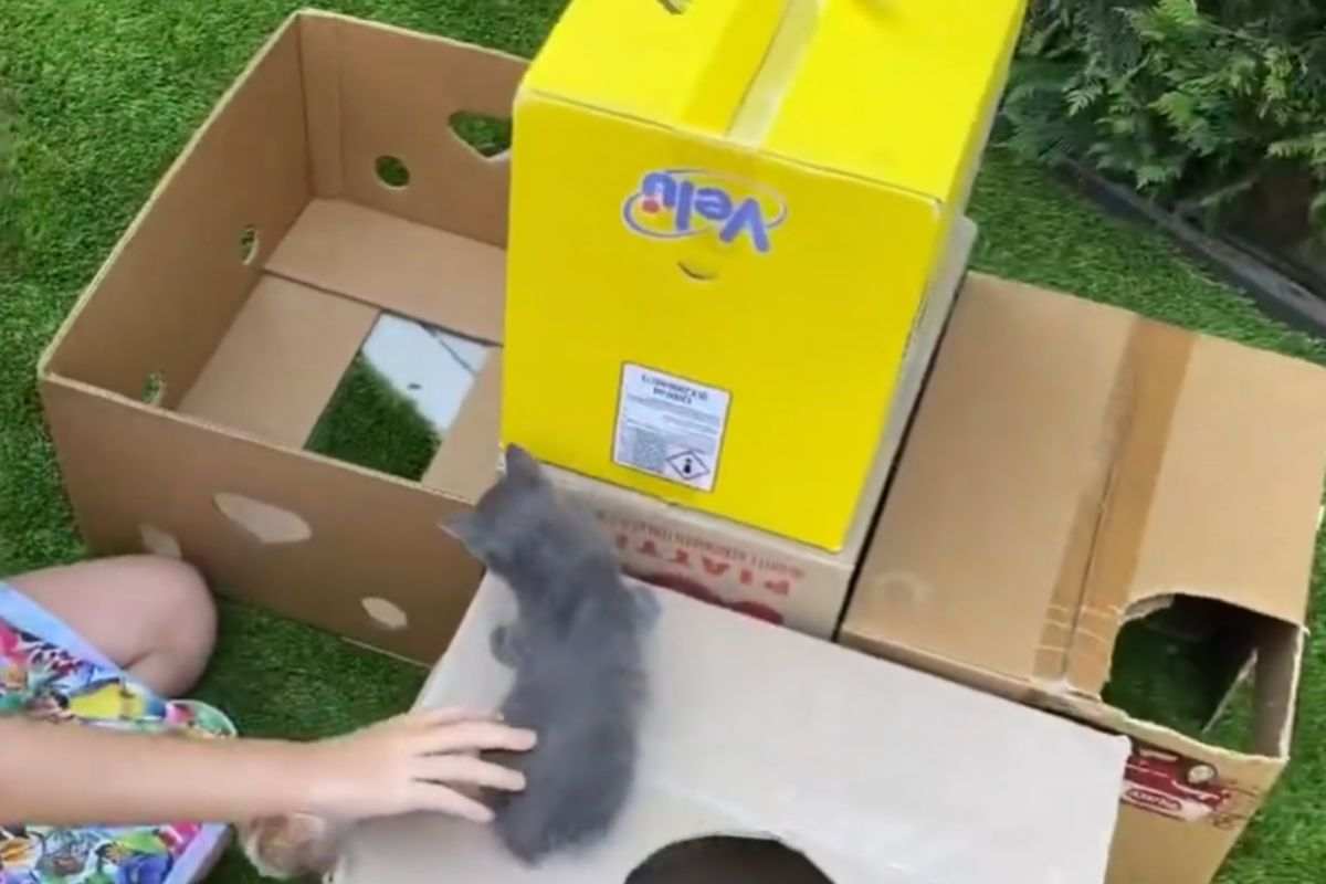 gatti giocano nel tunnel