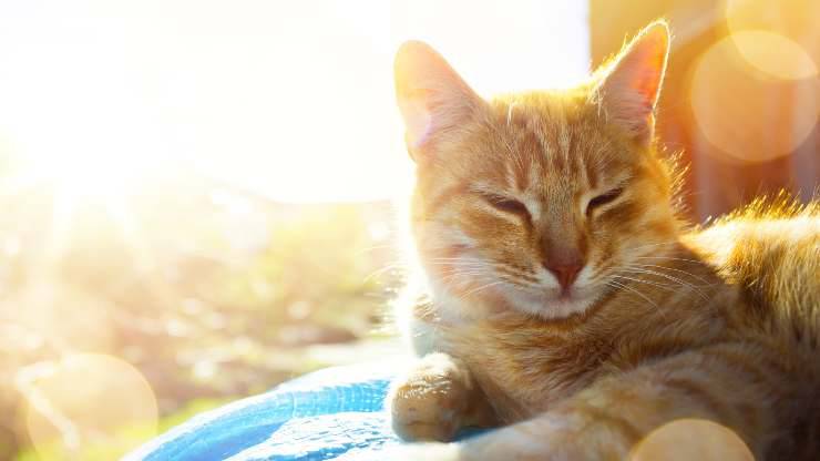gatto al sole