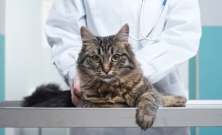 gatto dal veterinario