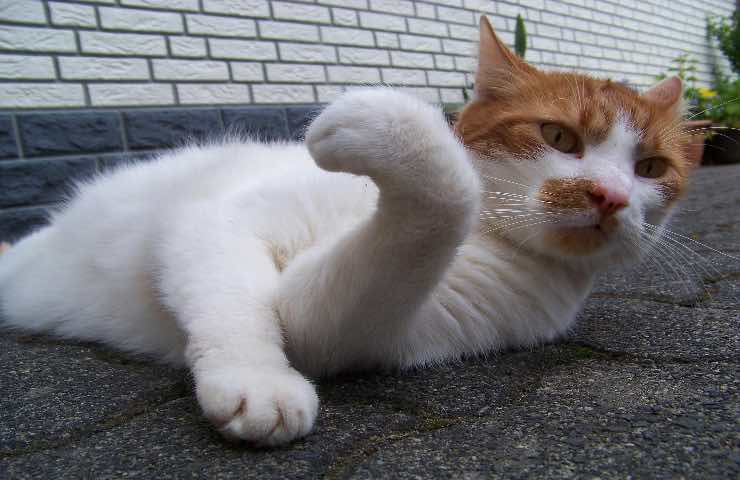 gatto rosso bianco susy