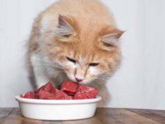gatto può mangiare carne manzo