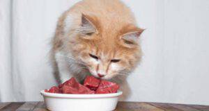 gatto può mangiare carne manzo