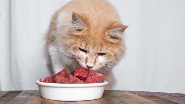 el gato puede comer carne de res
