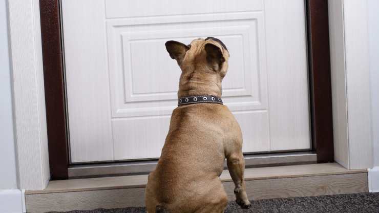 insegnare al cane a non abbaiare alla porta