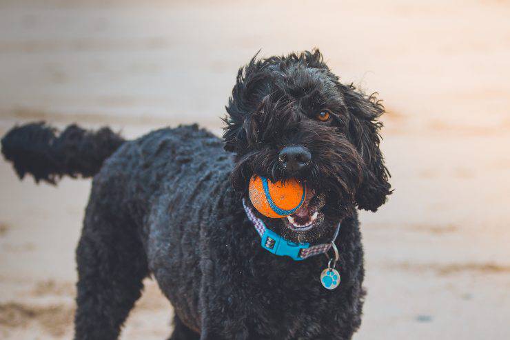 Il cane può dimenticare il padrone