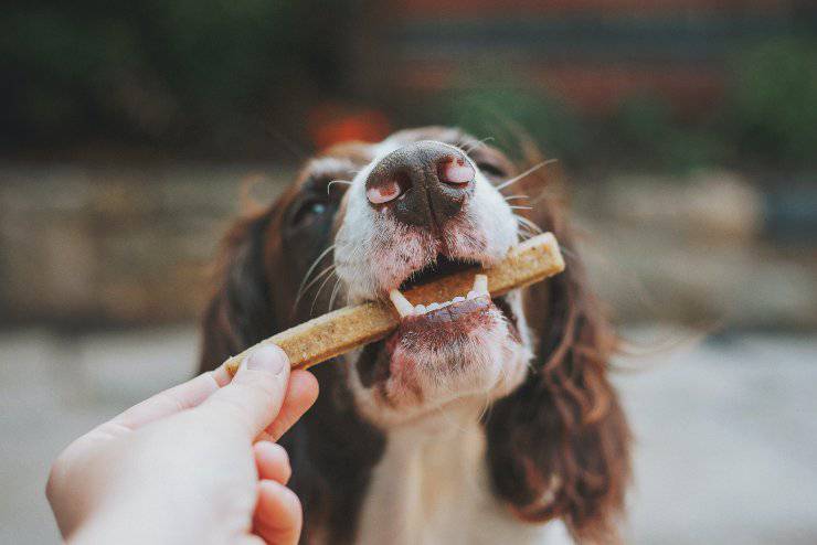 Il cane può mangiare i grissini