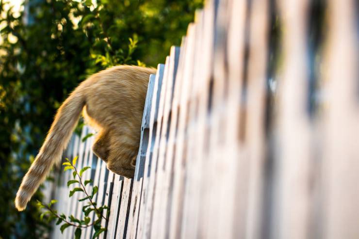 Il gatto ha la coda sempre bassa