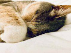 Il felino e l'adenocarcinoma renale