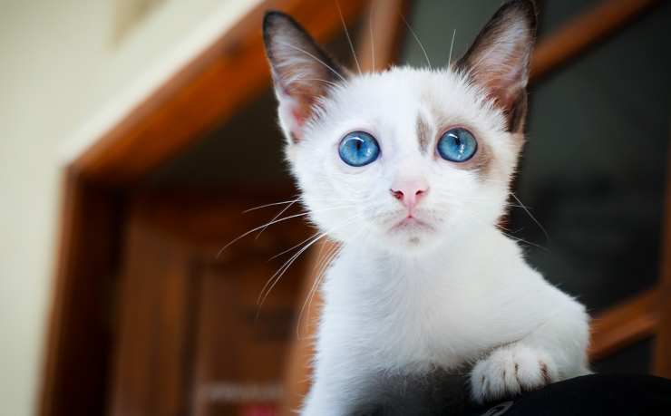 gatto preoccupato in primo piano (Foto Pixabay)