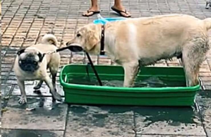 charley labrador innamorato acqua 