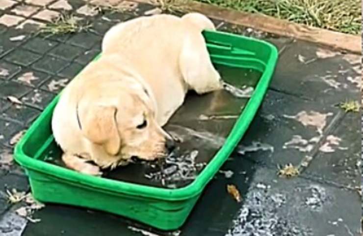 charley labrador innamorato acqua