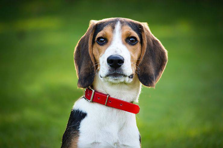 Amilasi e lipasi nel cane