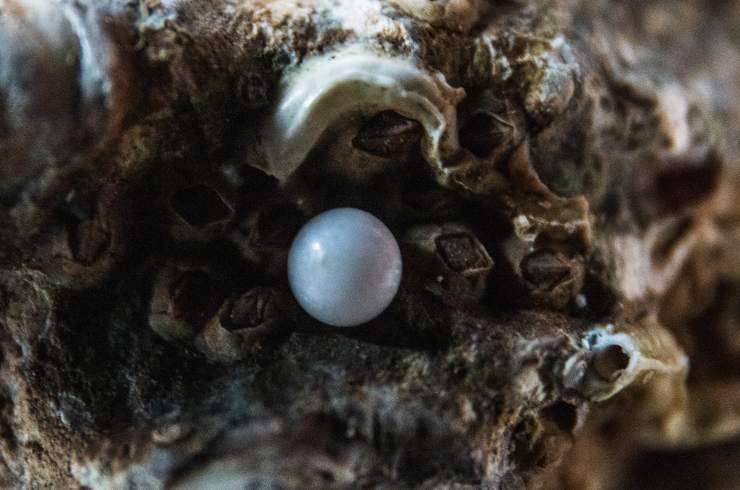 Perché le ostriche hanno la perla