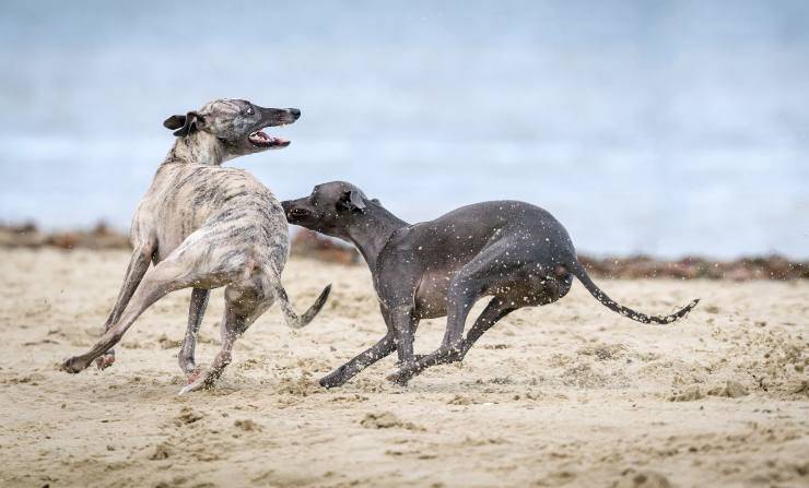 Perché i cani si attaccano al collo