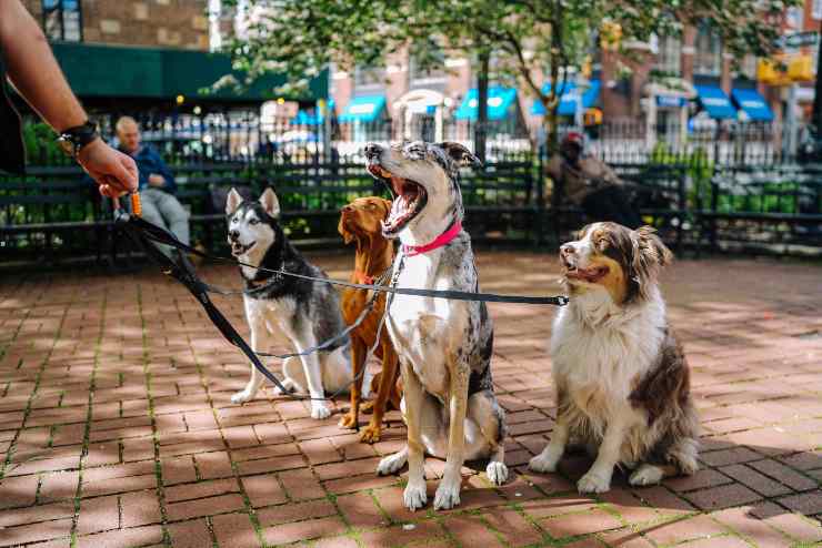 Razze di cani che vogliono uscire spesso