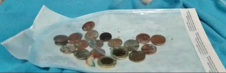 Il cane stava malissimo, lo portano dal veterinario e nel suo stomaco trovano 20 monete (Foto Facebook)