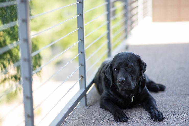 Il cane aspetta sempre il padrone