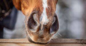 naso del cavallo