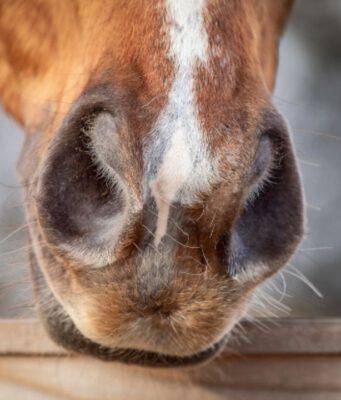 naso del cavallo