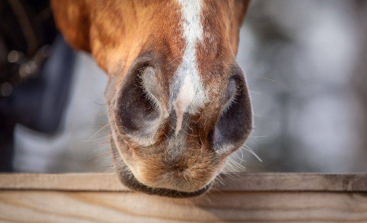 naso del cavallo