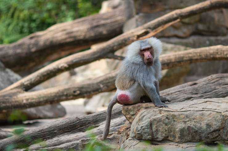 Perché i babbuini hanno il sedere rosso