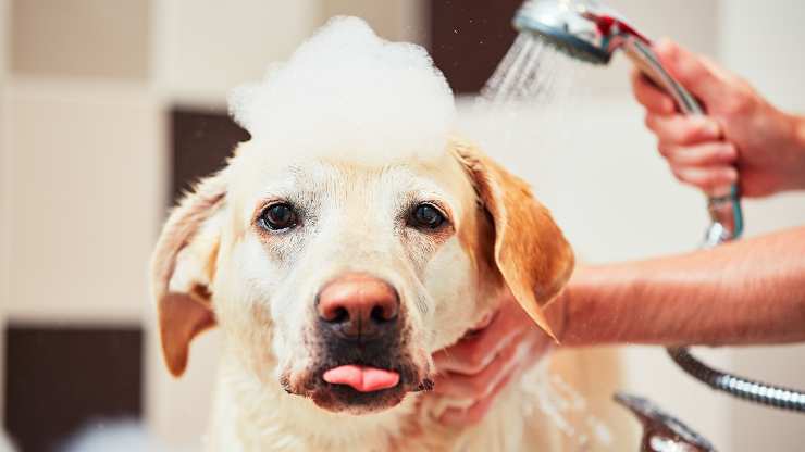 ogni quanto possiamo lavare il cane