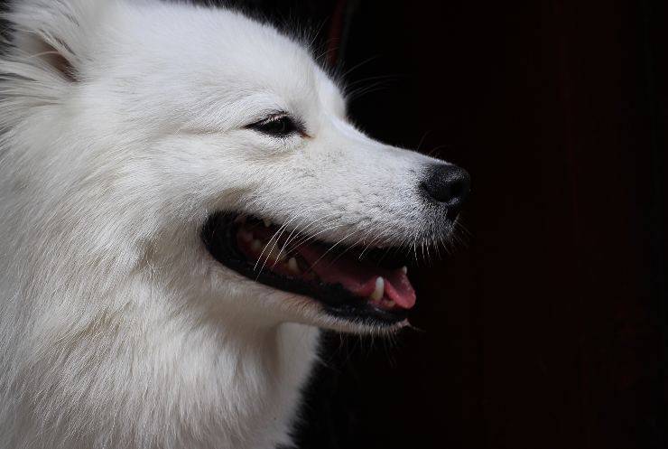 Razze di cani che amano dormire fuori