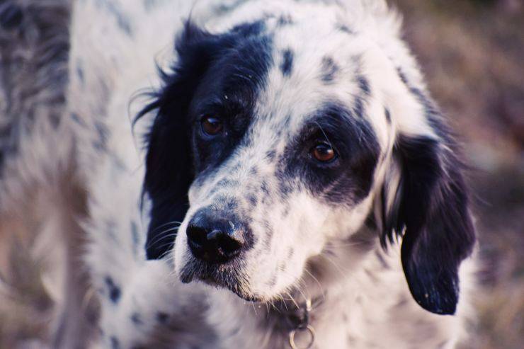 La malattia nel cane