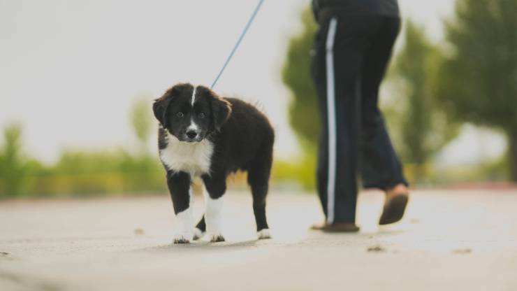 Razze canine che amano passeggiare