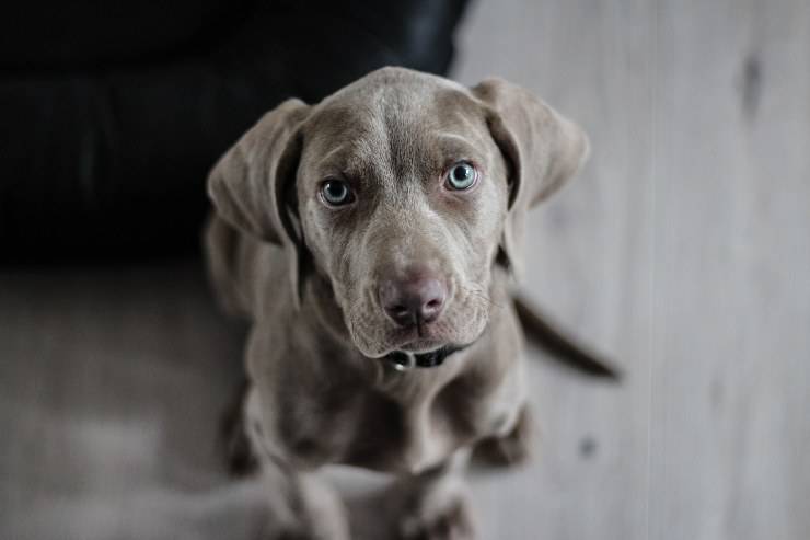 La malattia nel cane