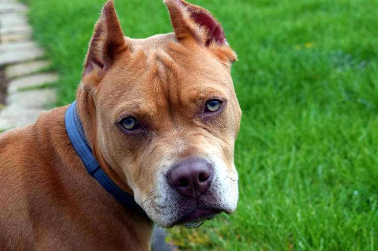 Cagnolino fuori casa