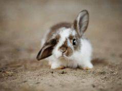 posizioni orecchie coniglio