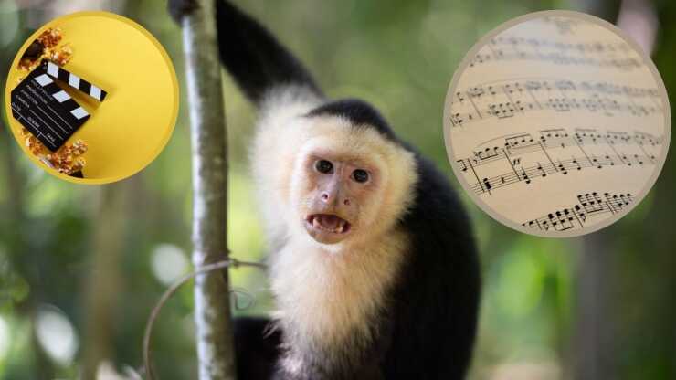 Scimmie preferiscono canzoni film