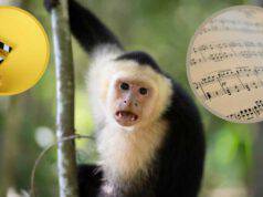 Scimmie preferiscono canzoni film