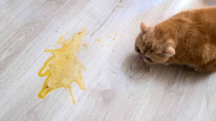 pulire vomito gatto