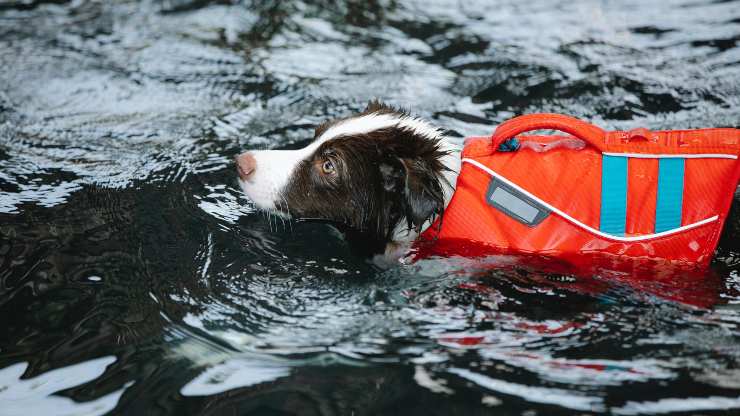 quando usare salvagente per cani