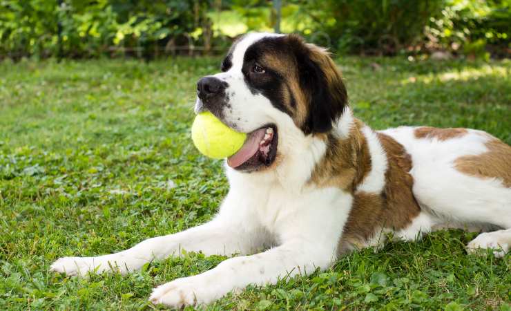 cane san bernardo