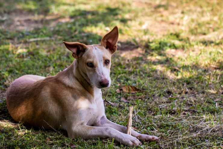 Fido nella natura