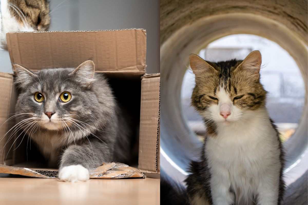 Tunnel per il gatto fai da te: come realizzarlo in poche semplici mosse