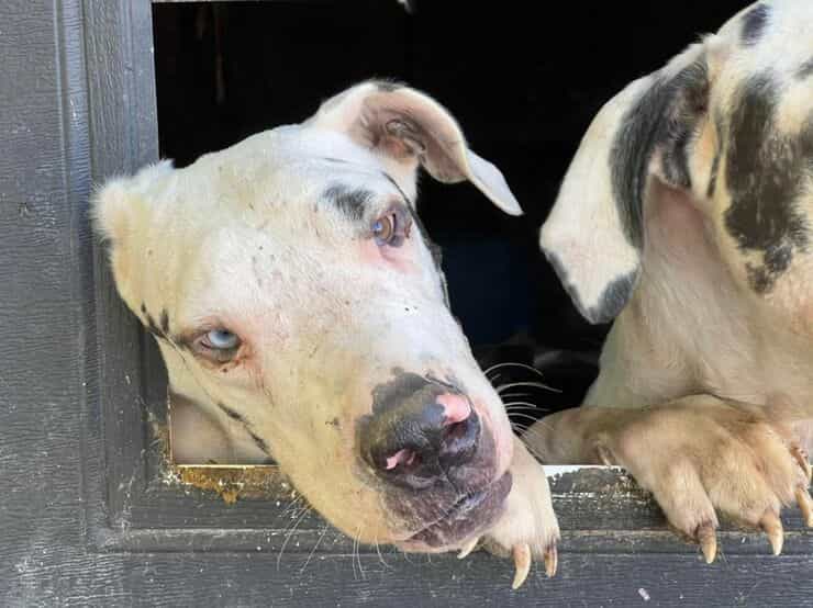 Il proprietario di casa muore: 25 cani salvati dall'accaparramento (Foto Facebook)