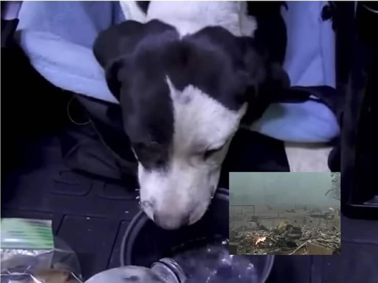 Cucciolo salvato da un fotografo dalle rovine di un incendio (Screen Video)