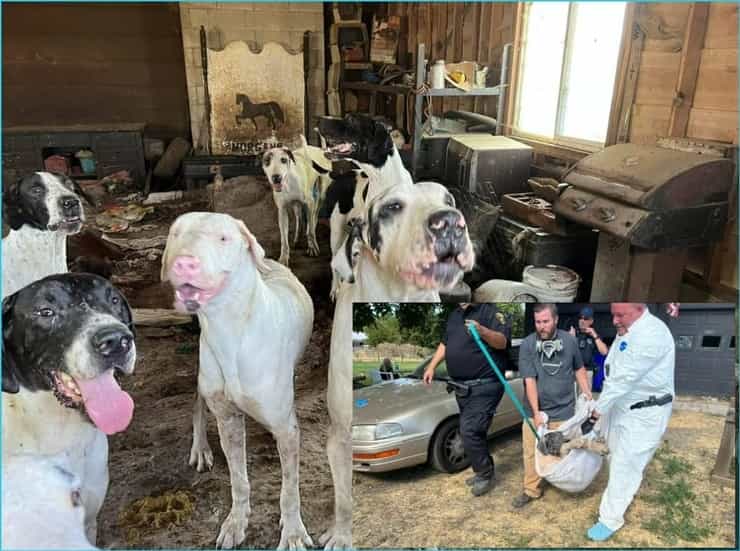 Il proprietario di casa muore: 25 cani salvati dall'accaparramento (Video)