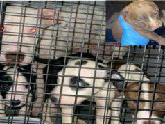 14 cani malnutriti rinchiusi nel seminterrato: arrestato il loro aguzzino (Foto)
