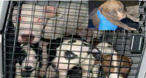 14 cani malnutriti rinchiusi nel seminterrato: arrestato il loro aguzzino (Foto)