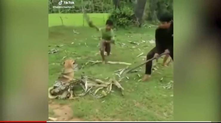 3 bambini salvano il cane dalle spire di un serpente che lo stava stritolando (Screen Video)
