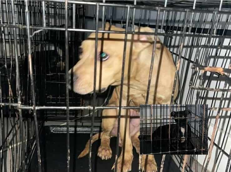 14 perros desnutridos encerrados en el sótano: arrestan a su verdugo (fotos)