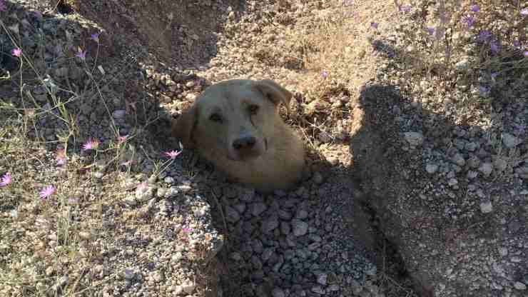 Cane travolto dalla valanga (Foto Facebook)