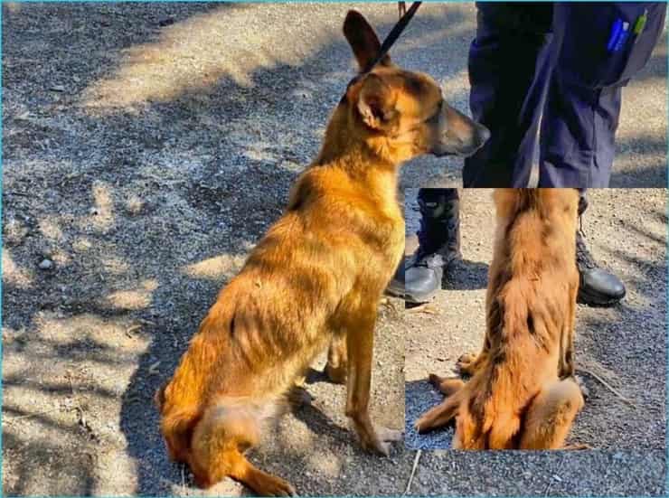 Polizia soccorre un cane maltrattato che stava per essere investito (Video)