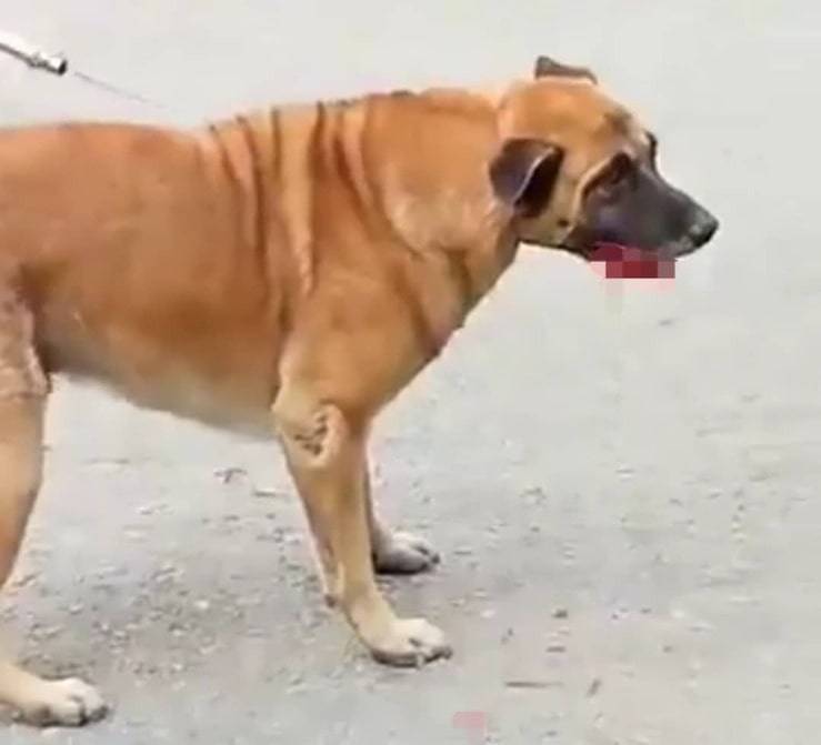 Accalappiacani nella bufera : feriscono un cane al muso, animalisti in rivolta (Screen Video)