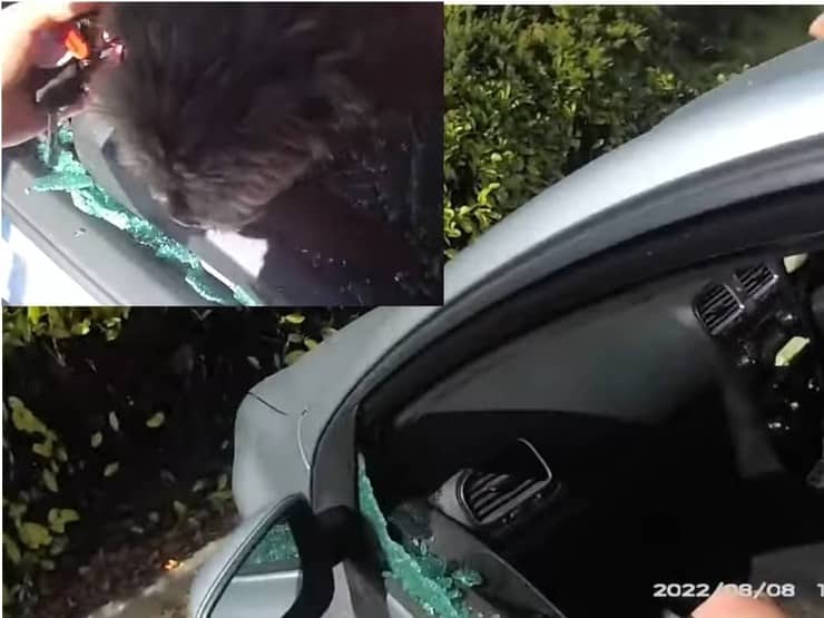 Sfondano il finestrino dell'auto per salvare il cagnolino (Screen Video)